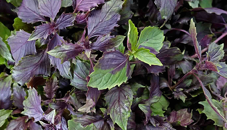 Reyhan ferahlığı ve korona virüs